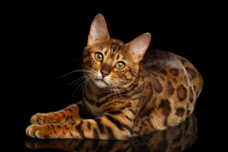 BengalCat Can I File a Lawsuit if I Was Bitten by a Pet Other than a Dog